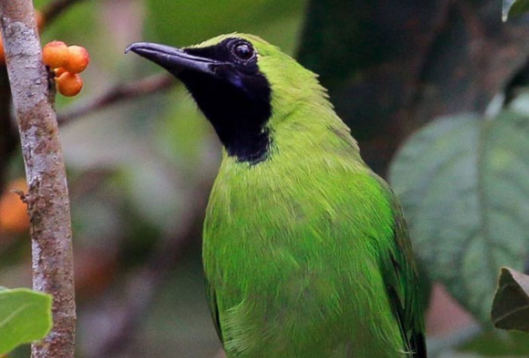 Foto: Burung Cica Daun Besar atau Greater Green Leafbird (Chloropsis sonnerati) | Dok. TU
