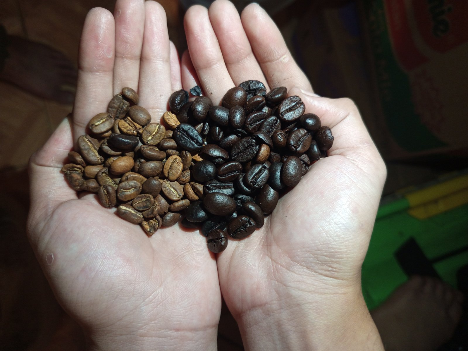 Foto : Kopi arabika (kiri) & Kopi Robusta (kanan) | Dok. TU