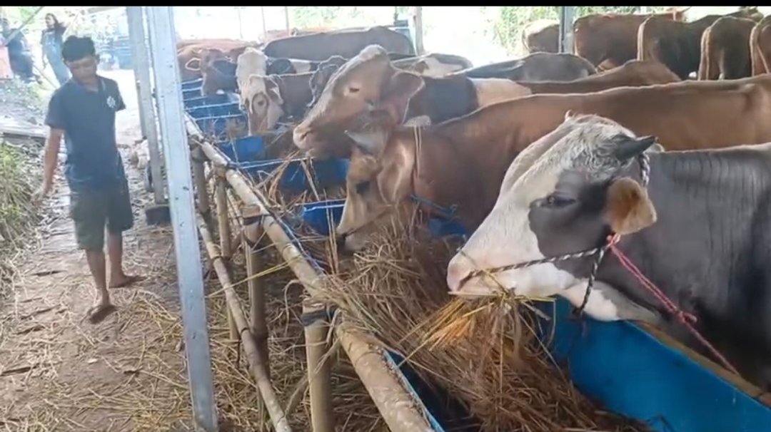 Para Pedagang Ternak yang Menjadi Hewan Kurban Mulai Ramai di Tangsel / Foto : Fery